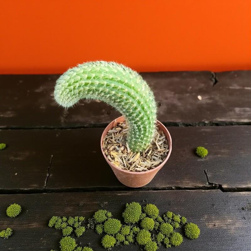 Side View of Monkey Tail Cactus: Live Trailing Succulent - Unique Indoor Plant, highlighting its cactus look and listing presentation