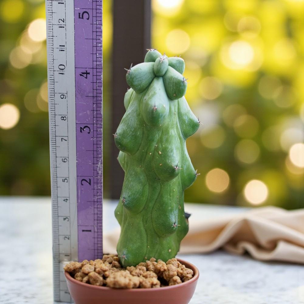 Milkweed Cactus: Textured Indoor Succulent - Easy Care Plant