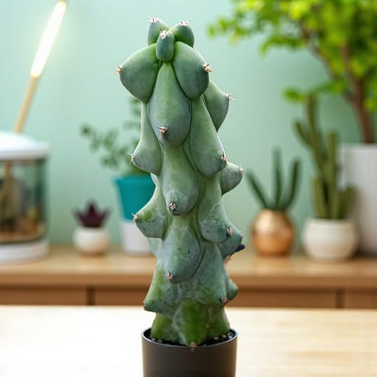 Milkweed Cactus: Textured Indoor Succulent - Easy Care Plant