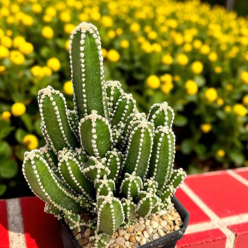 Fairy Castle Cactus plant in small pot with turreted stems and white spines on sunny patio, easy-care mini indoor succulent