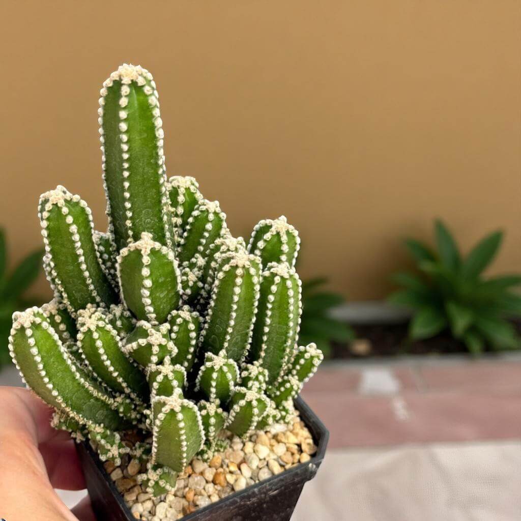 Fairy Castle Cactus plant in small pot, mini indoor succulent with castle-like stems for sunny windows and easy-care home decor