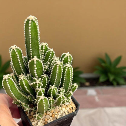 Fairy Castle Cactus plant in small pot, mini indoor succulent with castle-like stems for sunny windows and easy-care home decor
