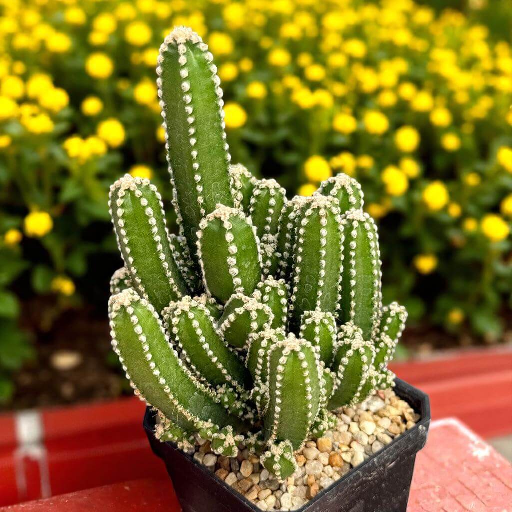 Fairy Castle Cactus plant in small pot with turreted green stems, indoor succulent close-up on sunny windowsill