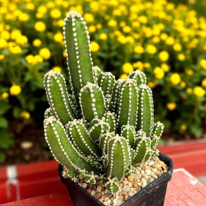 Fairy Castle Cactus plant in small pot with turreted green stems, indoor succulent close-up on sunny windowsill