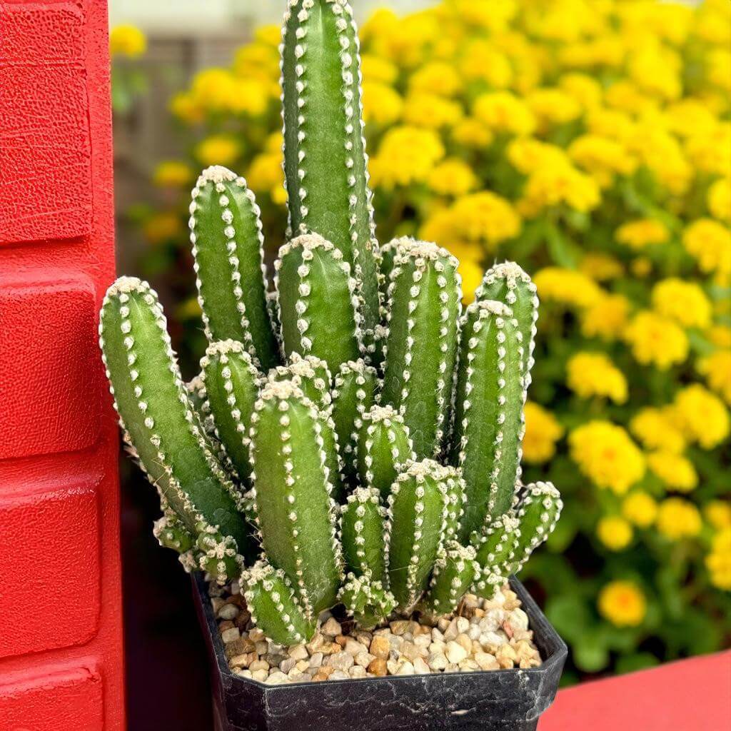 Alt Tag: Fairy Castle Cactus plant in black pot with pebble soil, tall turreted green stems on sunny patio with yellow flowers