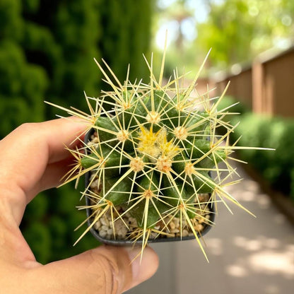 Golden Barrel Cactus Plants