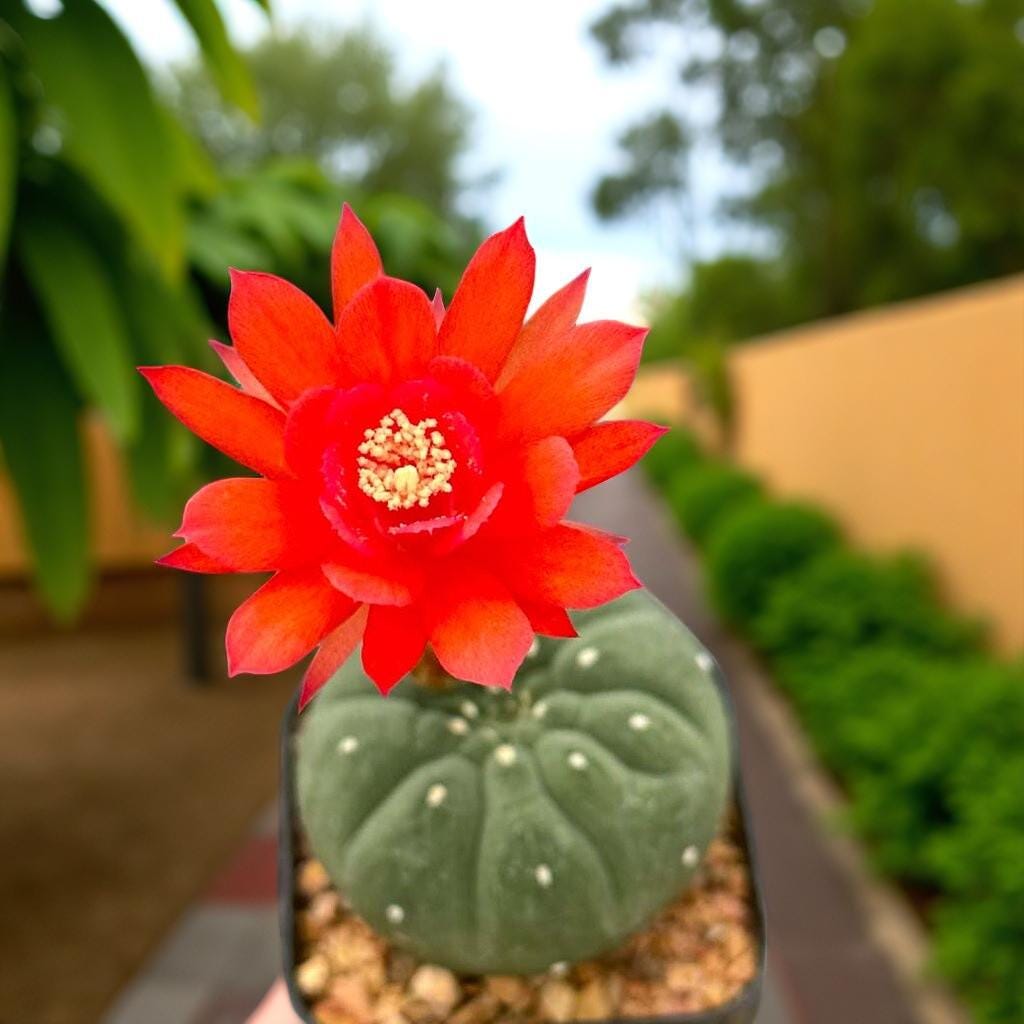 Overhead View of Matucana Cactus Indoor Plant, Colorful Flowering Succulent, Easy Care Desert Houseplant, Small Potted Cactus Gift, Desk Decor, highlighting its cactus look and listing presentation