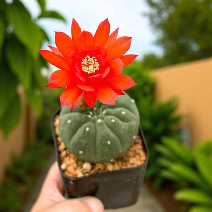 Scale Reference View of Matucana Cactus Indoor Plant, Colorful Flowering Succulent, Easy Care Desert Houseplant, Small Potted Cactus Gift, Desk Decor, highlighting its cactus look and listing presentation