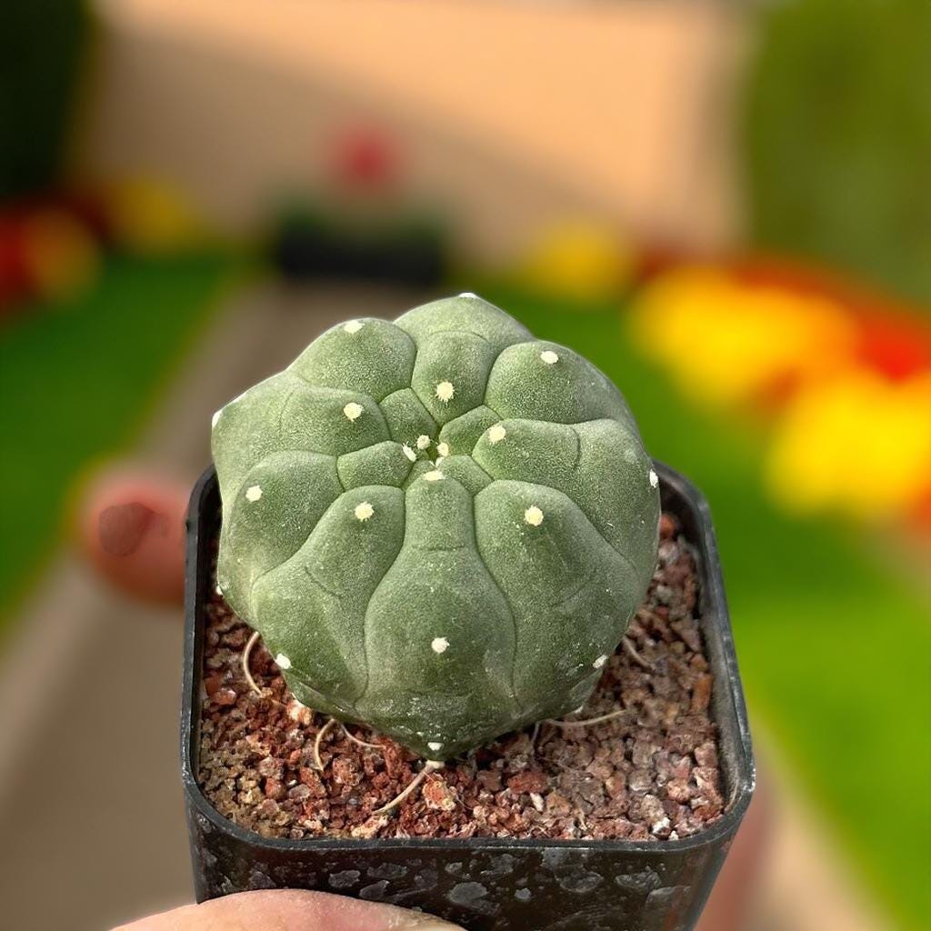 Styled Display View of Matucana Cactus Indoor Plant, Colorful Flowering Succulent, Easy Care Desert Houseplant, Small Potted Cactus Gift, Desk Decor, highlighting its cactus look and listing presentation
