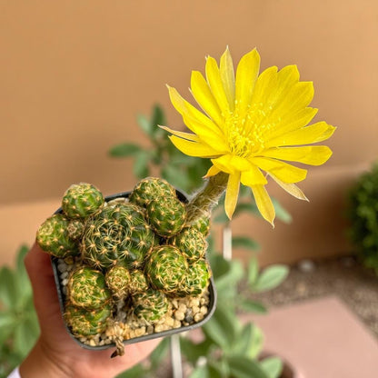 Styled Display View of Mini Cluster Cactus Live Plant, Small Indoor Succulent, Easy Care Desk Plant, Desert Houseplant Gift, Cute Potted Cactus Decor, highlighting its cactus look and listing presentation