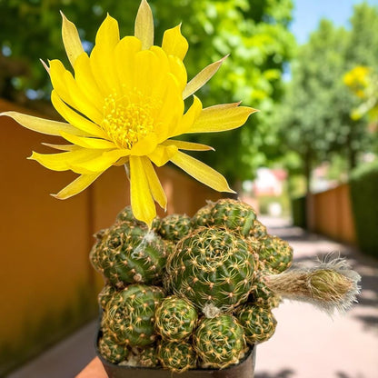Close-Up Detail of Mini Cluster Cactus Live Plant, Small Indoor Succulent, Easy Care Desk Plant, Desert Houseplant Gift, Cute Potted Cactus Decor, highlighting its cactus look and listing presentation