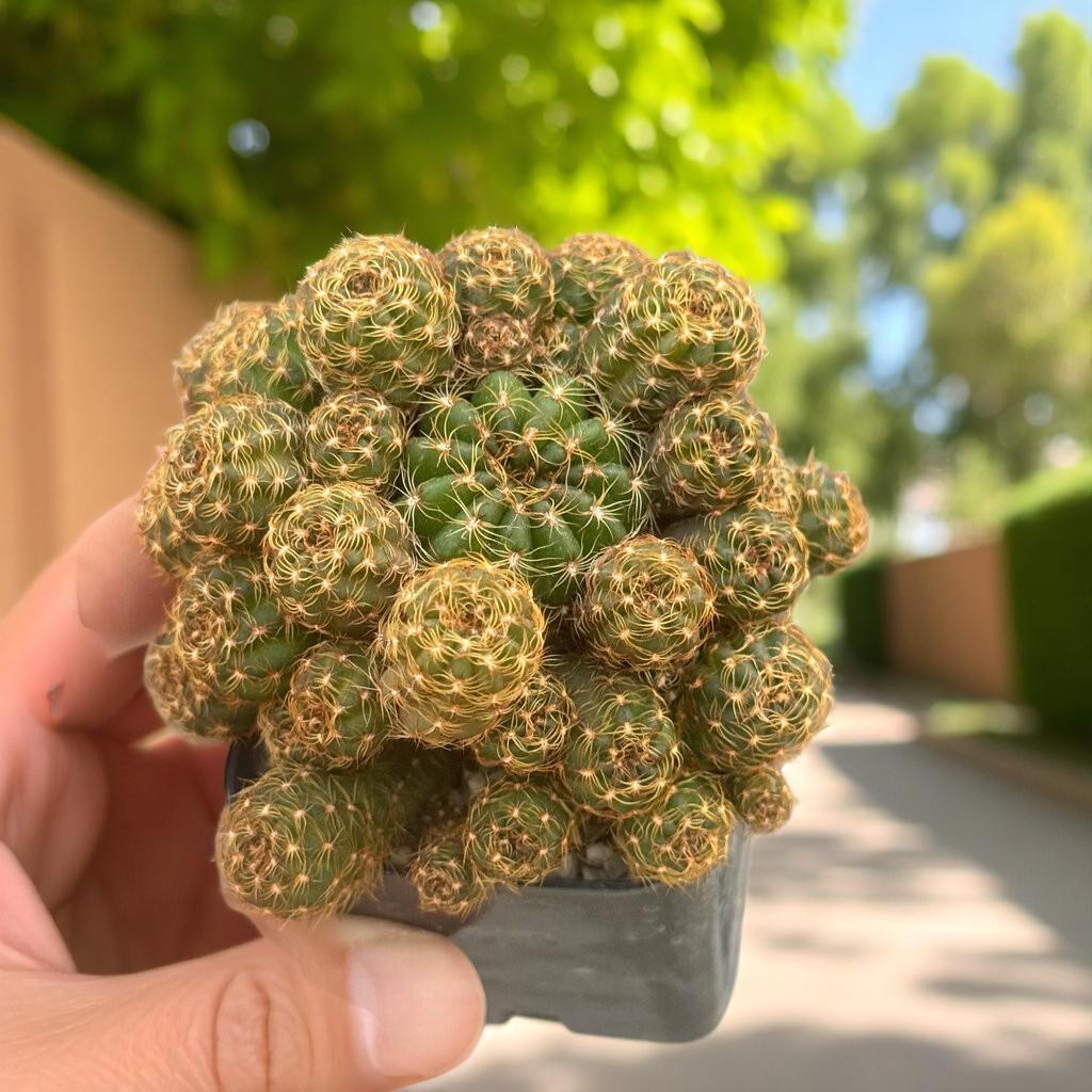 Scale Reference View of Mini Cluster Cactus Live Plant, Small Indoor Succulent, Easy Care Desk Plant, Desert Houseplant Gift, Cute Potted Cactus Decor, highlighting its cactus look and listing presentation