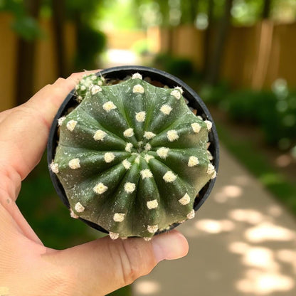 Scale Reference View of Easter Lily Cactus Indoor Plant, Blooming Succulent, Easy Care Houseplant, Small Potted Cactus Gift, Desk Decor, Live Desert Plant, highlighting its cactus look and listing presentation