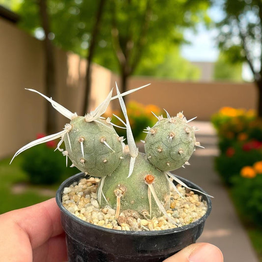 Alternate Angle of Jointed Desert Cactus Plant, Unique Indoor Succulent, Easy Care Decorative Houseplant, Minimalist Home Decor Gift, highlighting its cactus look and listing presentation