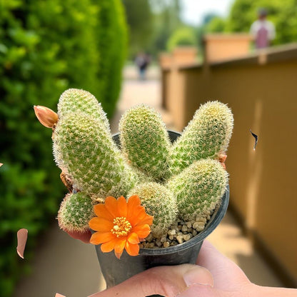 Close-Up Detail of Mini Flowering Indoor Cactus, Live Small Succulent Plant, Easy Care Desk Houseplant, Orange Bloom Cactus Gift, highlighting its cactus look and listing presentation