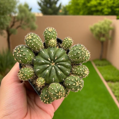 Matucana Polzii Cactus