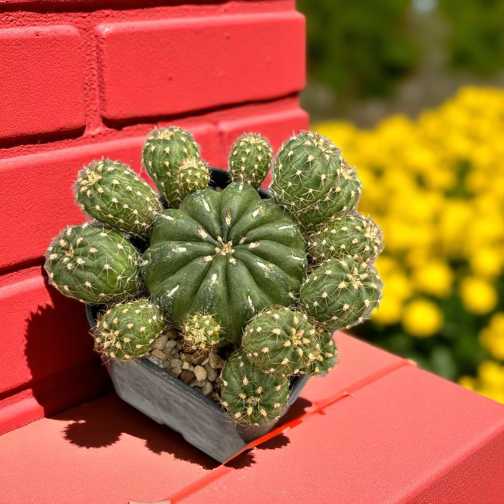 Matucana Polzii Cactus