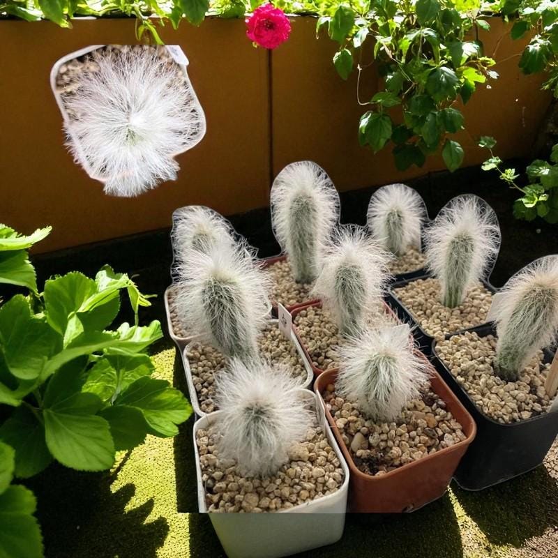 Old Man Cactus: Fuzzy Cephalocereus Senilis Succulent - Unique Desert Houseplant