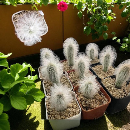 Old Man Cactus: Fuzzy Cephalocereus Senilis Succulent - Unique Desert Houseplant