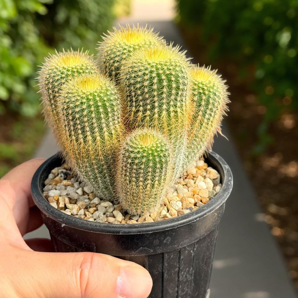 Close-Up Detail of Golden Ball Cactus Indoor Plant, Mini Desert Succulent, Easy Care Houseplant, Small Potted Cactus, Desk Decor, Plant Lover Gift, highlighting its cactus look and listing presentation
