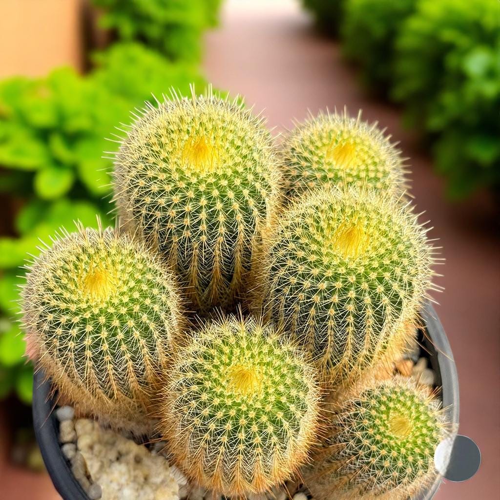 Overhead View of Golden Ball Cactus Indoor Plant, Mini Desert Succulent, Easy Care Houseplant, Small Potted Cactus, Desk Decor, Plant Lover Gift, highlighting its cactus look and listing presentation