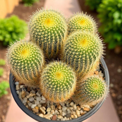 Styled Display View of Golden Ball Cactus Indoor Plant, Mini Desert Succulent, Easy Care Houseplant, Small Potted Cactus, Desk Decor, Plant Lover Gift, highlighting its cactus look and listing presentation