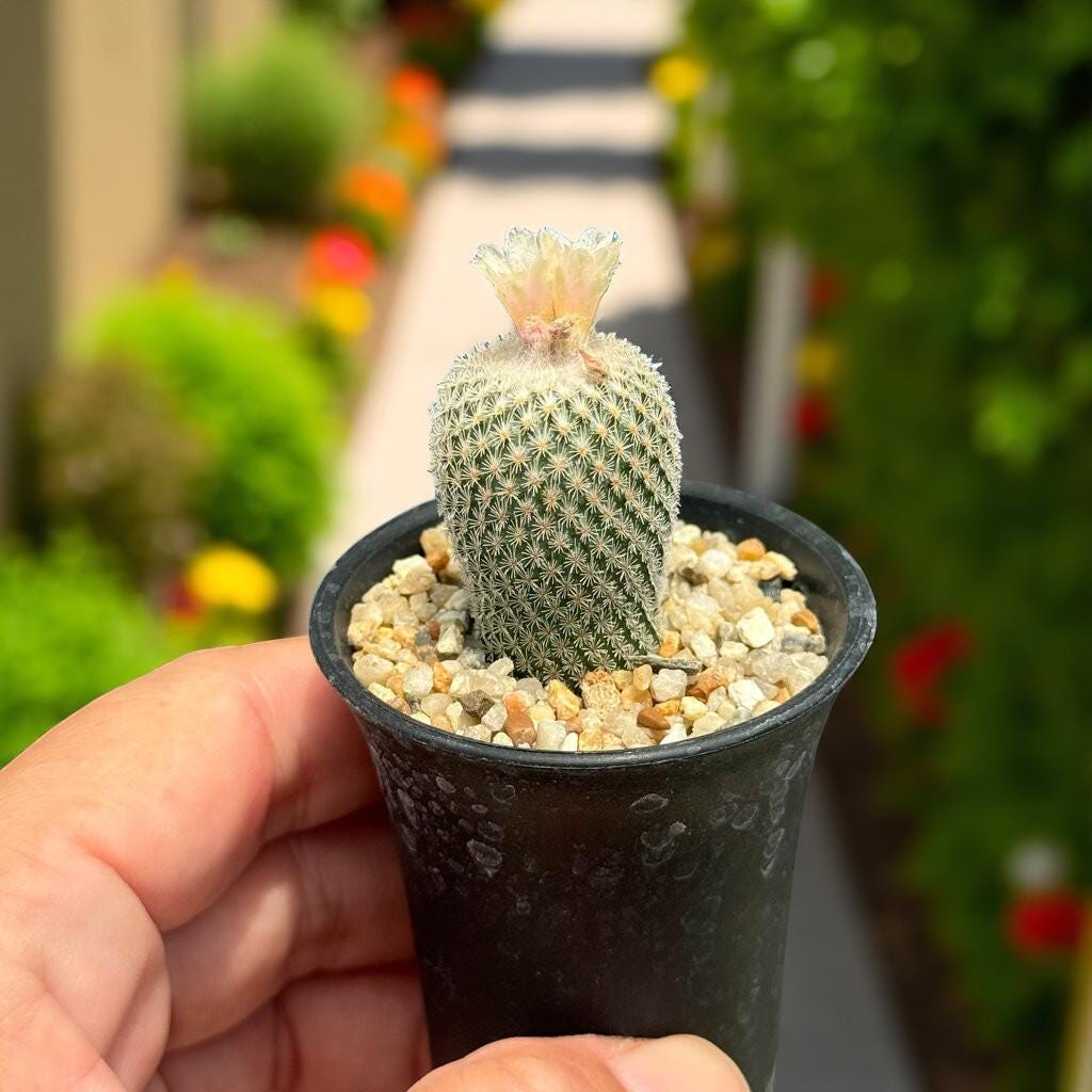 Styled Display View of Button Cactus Mini Indoor Plant, Easy Care Desert Succulent, Small Potted Houseplant, Desk Decor Gift, Live Cactus Plant, highlighting its cactus look and listing presentation