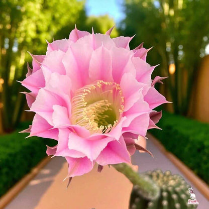 Alt Tag: Echinopsis cactus flowering succulent with large pink bloom indoors, vibrant fragrant flower close-up