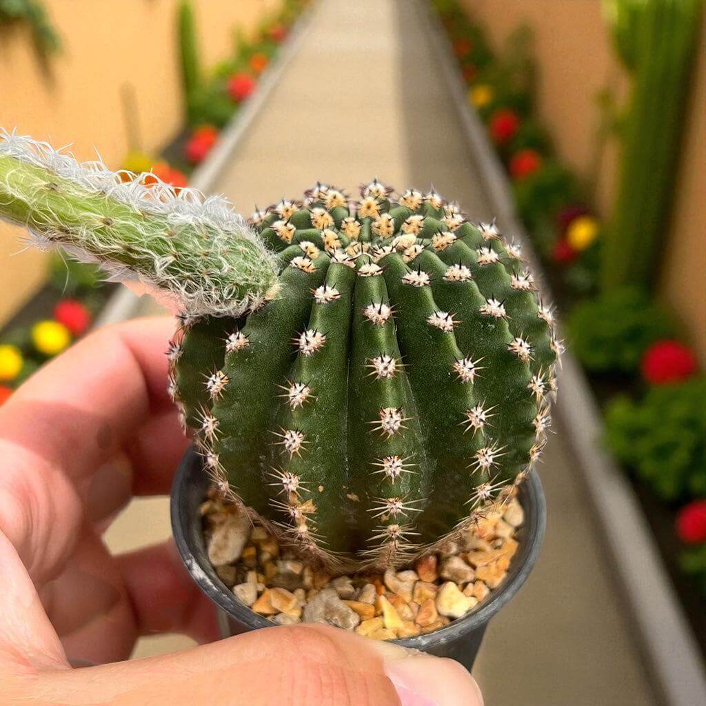 Alt Tag: Echinopsis cactus flowering succulent in small pot, close-up of round green cactus with spines and fuzzy bud