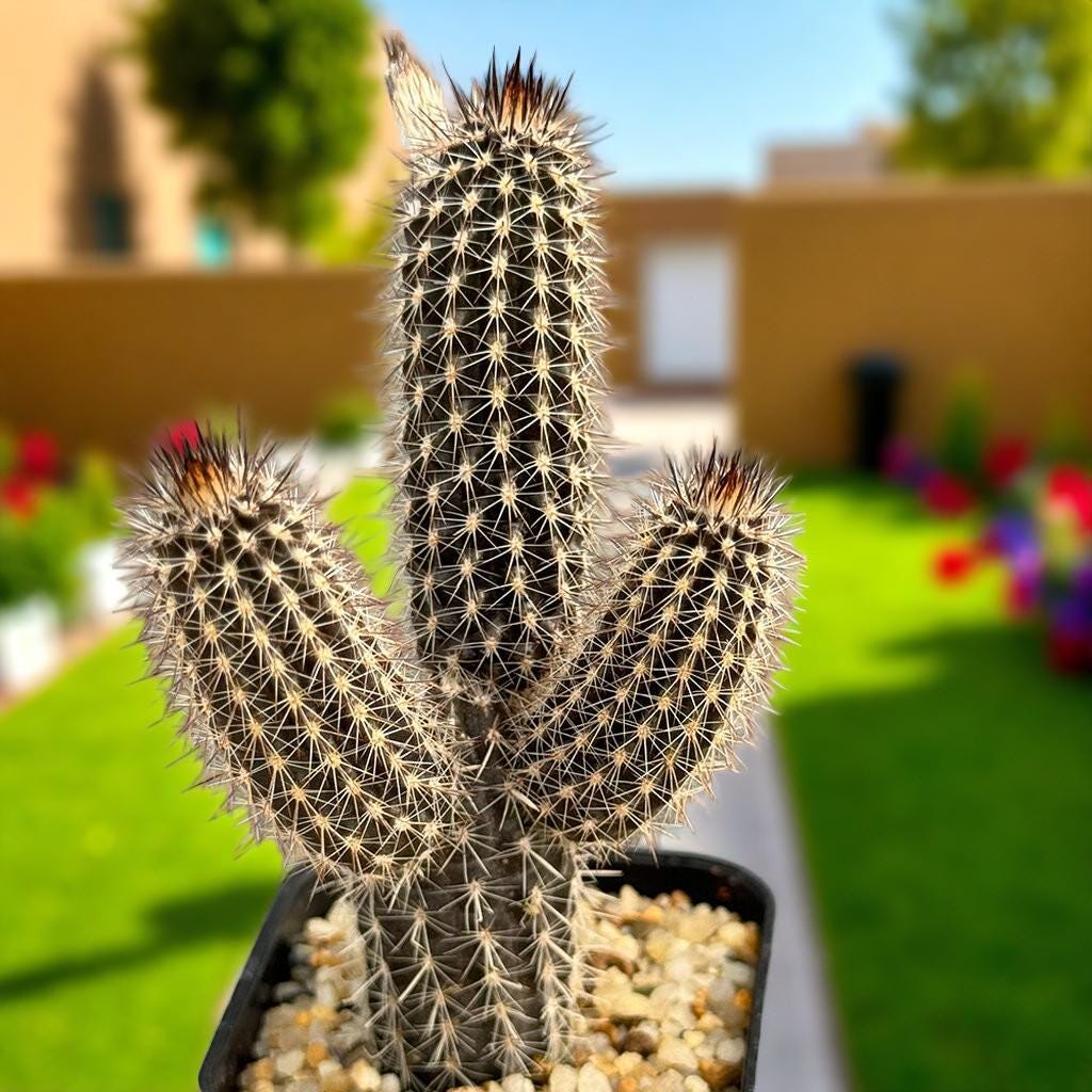 black pencil cactus flowering succulent in nursery pot, sculptural dark-stem cactus houseplant gift