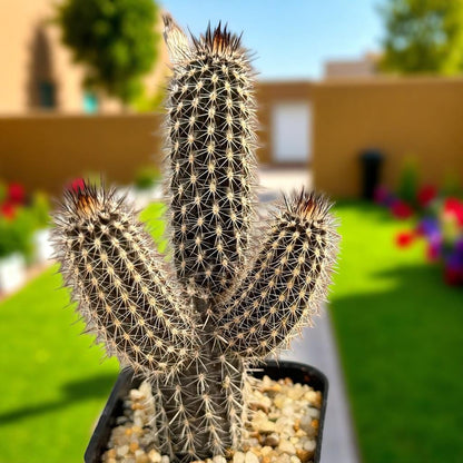black pencil cactus flowering succulent in nursery pot, sculptural dark-stem cactus houseplant gift