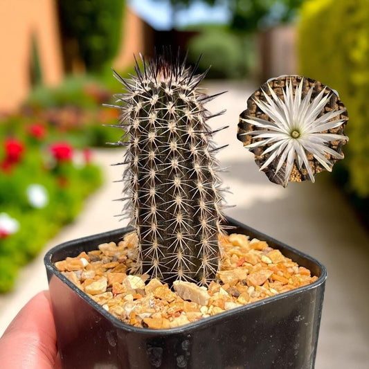 black pencil cactus flowering succulent in nursery pot, dark spiny stems with white bloom, unique houseplant gift