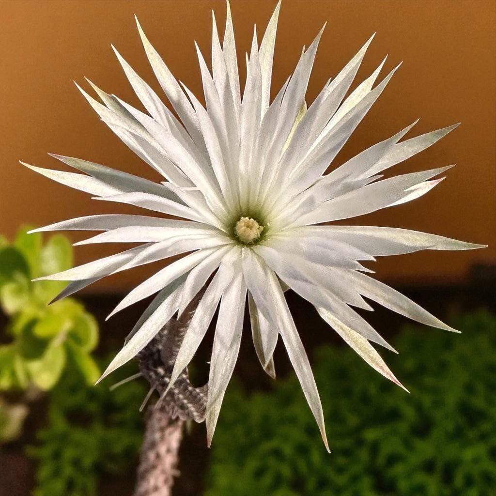 Alt Tag: black pencil cactus flowering succulent white bloom close-up on dark pencil-like stems, unique indoor houseplant gift