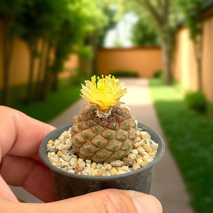 blooming cactus plant- indoor cactus plant