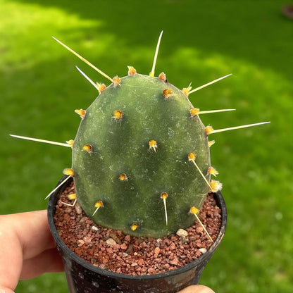 2 Watermelon Paddle Cactus: Colorful Indoor Succulent - Unique Houseplant