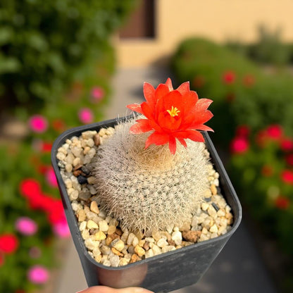 Silver Box Flowering Cactus: Modern Indoor & Outdoor Spaces