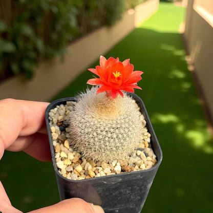 Silver Box Flowering Cactus: Modern Indoor & Outdoor Spaces