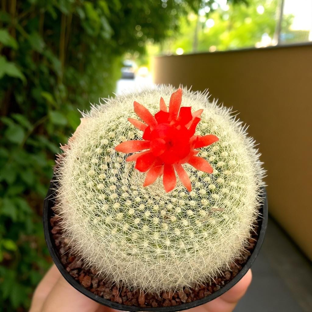 Silver Box Flowering Cactus: Modern Indoor & Outdoor Spaces