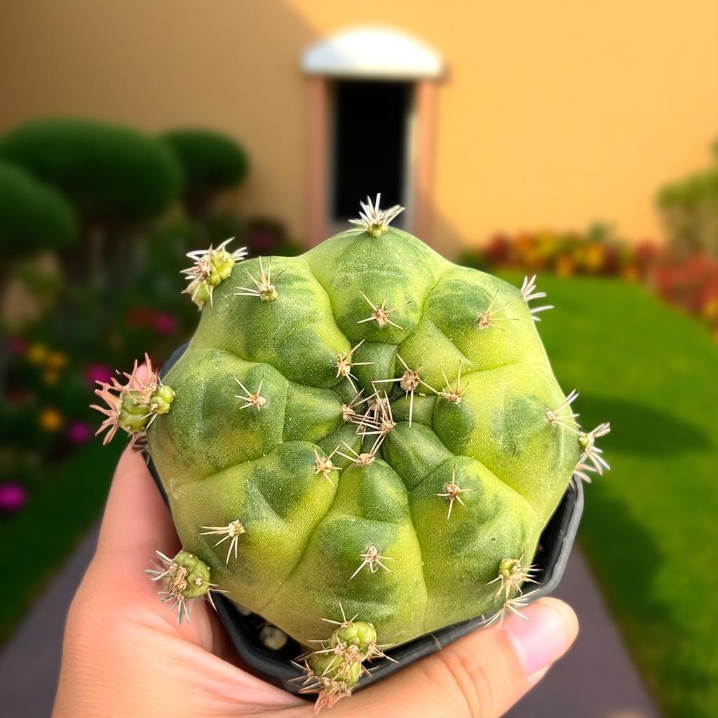 Close-Up Detail of Flowering Round Cactus Live Plant, Mini Indoor Succulent, Easy Care Houseplant Gift, Small Potted Desert Plant, Desk Decor, highlighting its cactus look and listing presentation