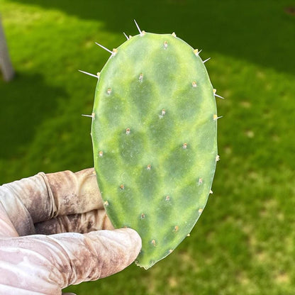 2 Watermelon Paddle Cactus: Colorful Indoor Succulent - Unique Houseplant