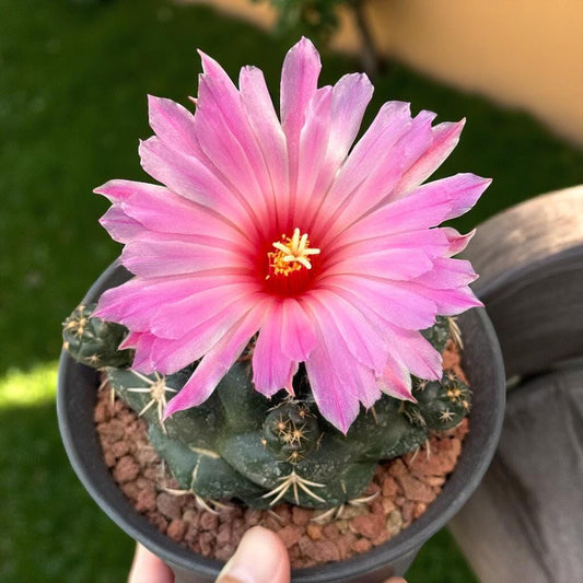 Elephant Ear Paddle Cactus: Easy-Care Indoor Succulent