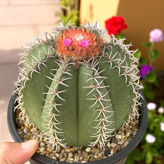 Main product photo of Red Cap Cactus, Live Indoor Succulent Plant, Easy Care Mini Houseplant Gift, Desk Decor Cactus, showing the primary view of the listing
