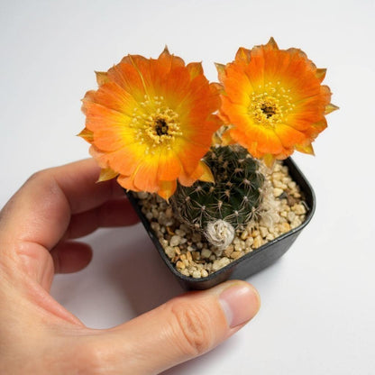 Main product photo of Flowering Cactus: Orange Blooms, Easy Care Indoor Succulent (2 Pcs), showing the primary view of the listing