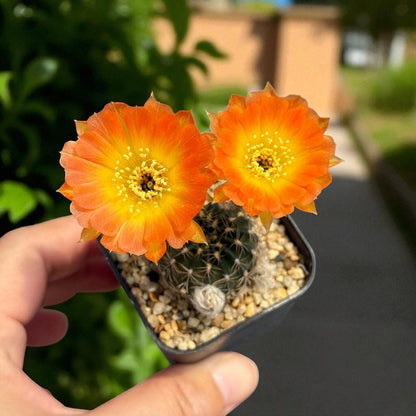 Close-Up Detail of Flowering Cactus: Orange Blooms, Easy Care Indoor Succulent (2 Pcs), highlighting its cactus look and listing presentation