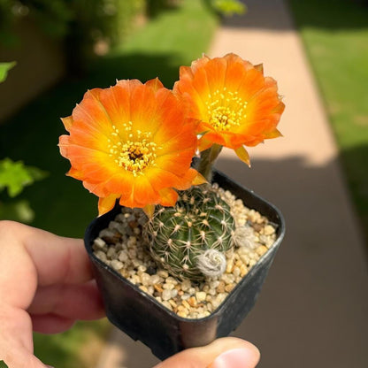 Overhead View of Flowering Cactus: Orange Blooms, Easy Care Indoor Succulent (2 Pcs), highlighting its cactus look and listing presentation