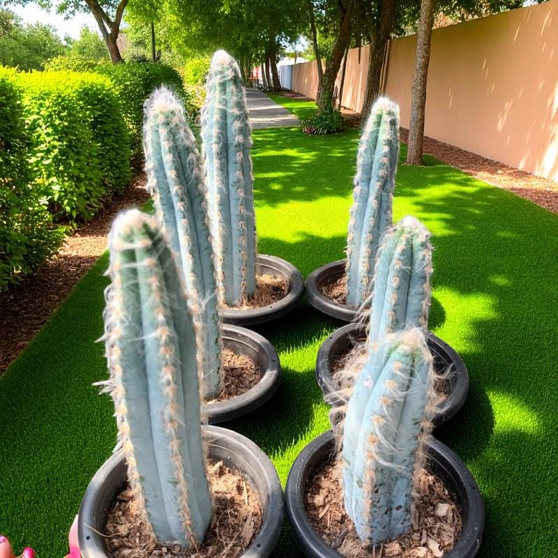 Styled Display View of Blue Column Cactus Indoor Plant, Tall Column Succulent, Easy Care Desk Plant, Modern Home Decor Cactus, Small Potted Succulent Gift, highlighting its cactus look and listing presentation