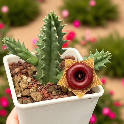 Chinese Pavilion Succulent: Star-Shaped Bloom, Easy Indoor Plant