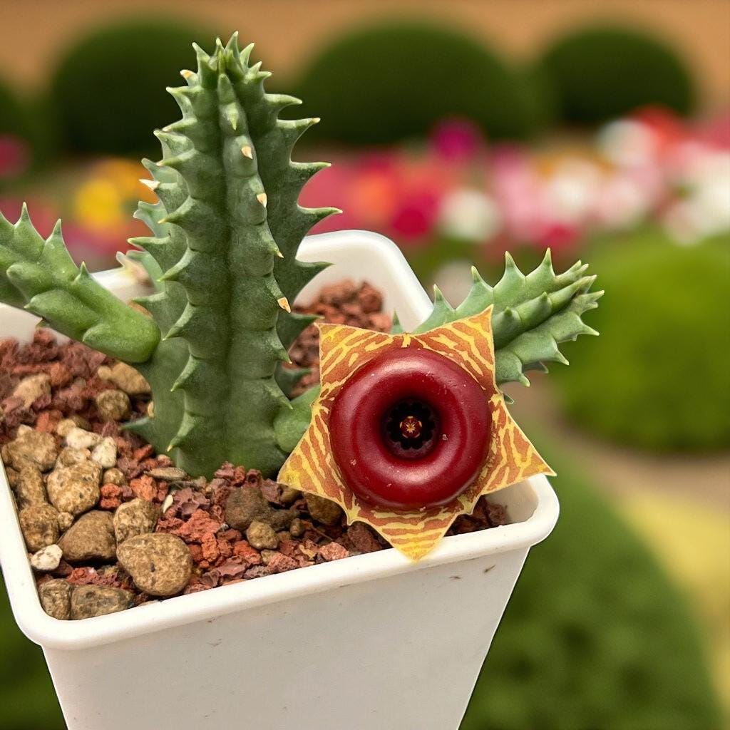 Chinese Pavilion Succulent: Star-Shaped Bloom, Easy Indoor Plant