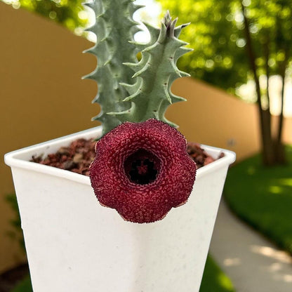 Chinese Pavilion Succulent: Star-Shaped Indoor Plant
