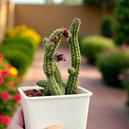Mini Tubular Succulent: Bell-Shaped Flowers, Easy Care Houseplant